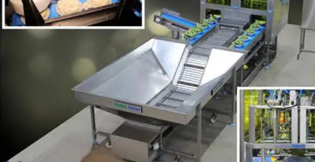 Bigtem broccoli and cauliflower floretting and processing line
