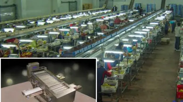 Fresh fruit sorting and packing line with inspection stations