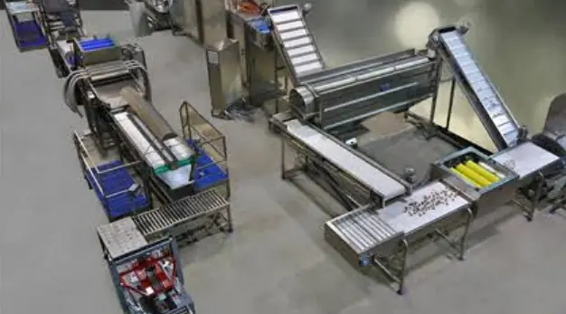 Bigtem onion and garlic processing line with peeling and inspection conveyors