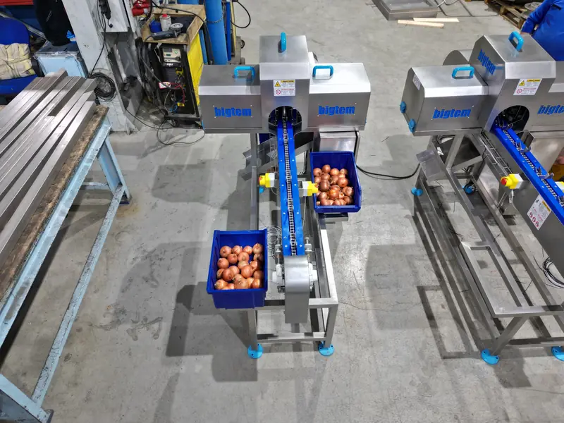 Overhead view of a Bigtem onion top and tail machine with infeed and discharge conveyors