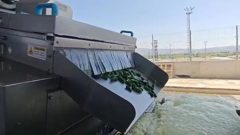 Cucumbers on a grading conveyor in a Bigtem pickle line