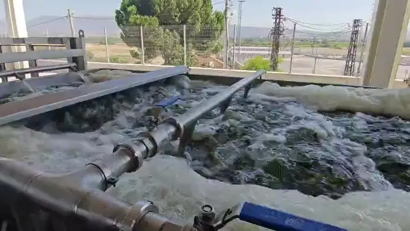 Cucumbers in a washer at the start of a pickle line