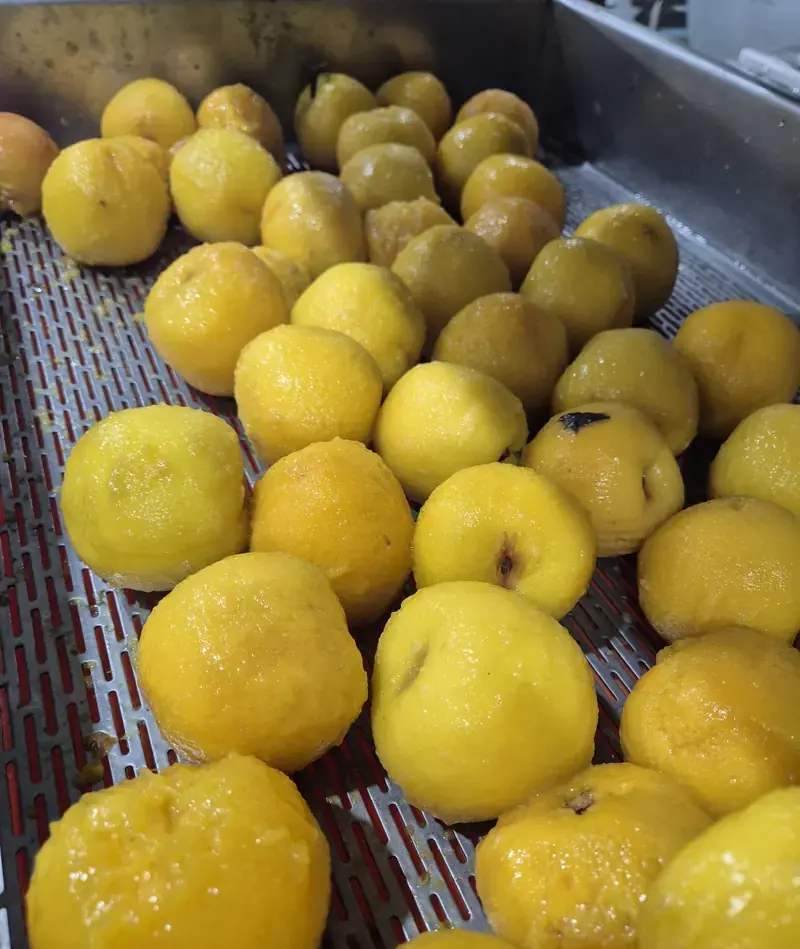 Peaches after gentle steam peeling on a discharge conveyor
