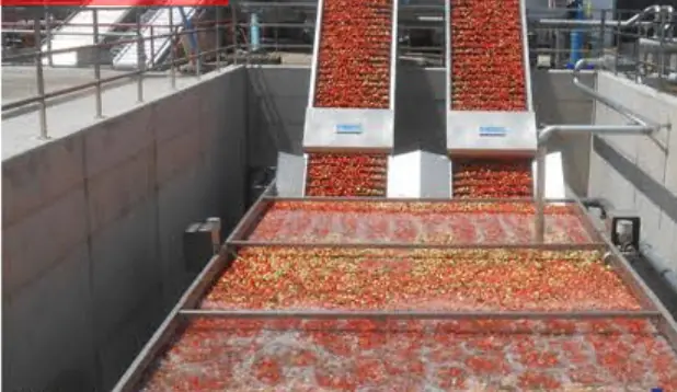 Tomatoes in a water flume reception system before washing and sorting