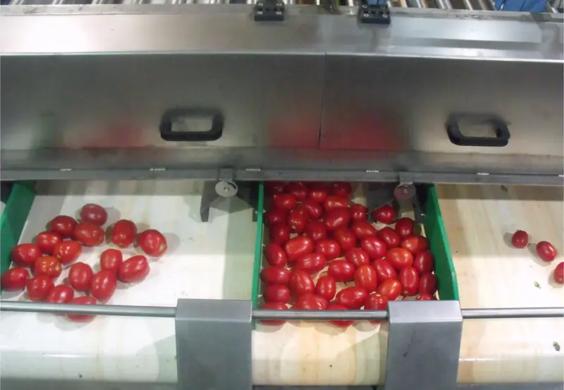 Tomatoes separated into size lanes on a Bigtem size grader