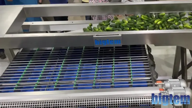 Bigtem automatic top and tail trimmer for gherkins and carrots